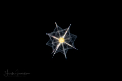 Radiolaria - Radiozoa - Acantharia