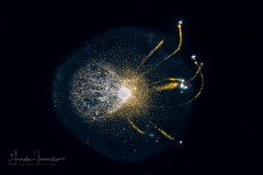 Radiolarian Colony