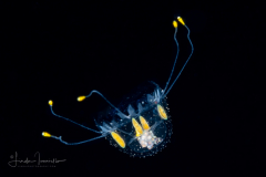 Scyphozoa - Coronatae - Atorella vanhoeffeni