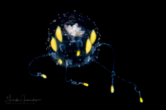 Scyphozoa - Coronatae - Atorella vanhoeffeni