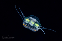 Scyphozoa - Coronatae - Nausithoe maculata