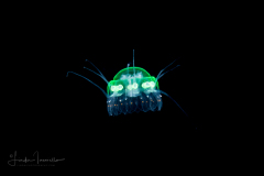 Scyphozoa  - Coronatae - Nausithoe maculata