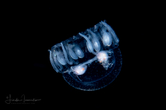 Scyphozoa - Coronatae - Nausithoe marginata
