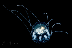 Scyphozoa - Coronatae - Nausithoe marginata