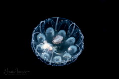 Hydromedusa - Narcomedusae - Pegantha polystriata