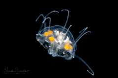 Scyphozoa - Coronatae - Nausithoe sp.