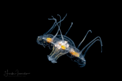 Scyphozoa - Coronatae - Nausithoe sp.