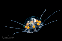 Scyphozoa  - Coronatae - Nausithoe sp.