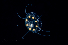 Scyphozoa - Coronatae - Nausithoe maculata