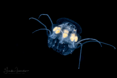 Scyphozoa - Coronatae - Nausithoe sp.