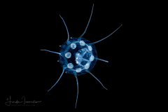 Scyphozoa - Coronatae - Nausithoe sp.