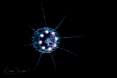 Scyphozoa - Coronatae - Nausithoe sp.