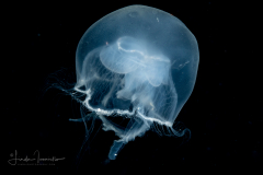 Scyphozoa - Ulmaridae - Aurelia aurita - Moon Jelly