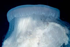 Scyphozoa - Semaeostomeae - Drymonema larsoni - Pink Meanie