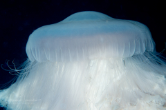 Scyphozoa - Semaeostomeae - Drymonema larsoni - Pink Meanie