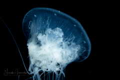 Scyphozoa - Semaeostomeae - Drymonema larsoni - Pink Meanie