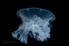 Scyphozoa - Semaeostomeae -  Drymonema larsoni - Pink Meanie -Juvenile