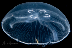 Scyphozoa - Ulmaridae - Aurelia aurita - Moon Jelly