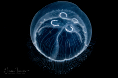 Scyphozoa - Ulmaridae - Aurelia aurita - Moon Jelly