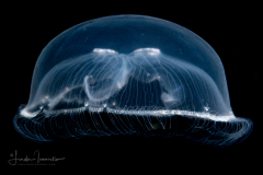 Scyphozoa - Ulmaridae - Aurelia aurita - Moon Jelly