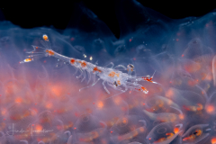 Shrimp on a Pyrosomatida - Pyrosome