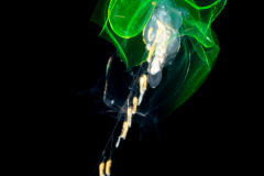 Siphonophore - Abyla sp.