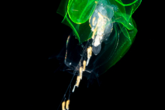 Siphonophore - Abylidae Family - Abyla trigona - Eudoxid Stage