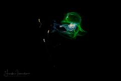 Siphonophore - Abylidae Family - Abyla trigona - Eudoxid Stage