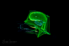 Siphonophore - Abylidae Family - Abyla trigona - Eudoxid Stage
