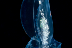 Siphonophore - Abylidae Family - Abyla trigona - Polygastric Stage
