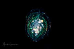 Siphonophore - Agalmatidae Family - Agalma clausi