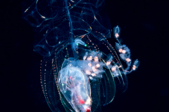 Siphonophore - Agalmatidae Family - Agalma clausi - With Crustacean Prey