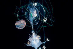 Siphonophore - Agalmatidae Family  - Agalma elegans - Preying on a Crab Zoea Larva