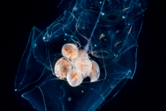 Siphonophore - Agalma okenii - with a cluster of Hyperiid Amphipods