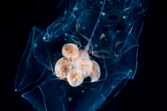 Siphonophore - Agalmatidae Family - Agalma okenii - with a cluster of Hyperiid Amphipods