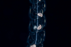 Siphonophore - Agalmatidae Family - Probably Nanomia bijuga