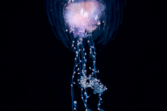 Siphonophore - Agalmatidae Family - Athorybia rosacea