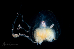Siphonophore - Agalmatidae Family - Athorybia rosacea
