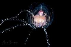 Siphonophore - Agalmatidae Family - Athorybia rosacea