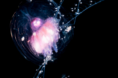 Siphonophore - Agalmatidae Family - Athorybia rosacea