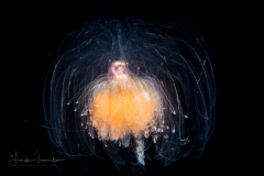 Siphonophore - Agalmatidae Family - Athorybia rosacea