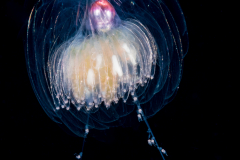 Siphonophore - Agalmatidae Family - Athorybia rosacea