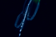 Siphonophore - Diphyidae Family - Diphyes bojani