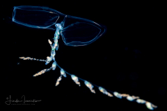Siphonophore - Diphyidae Family - Sulculeolaria monoica