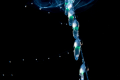Siphonophore - Diphyidae Family - Sulculeolaria monoica