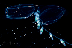 Siphonophore - Diphyidae Family - Sulculeolaria monoica
