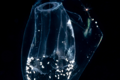 Siphonophore - Diphyidae Family - Sulculeolaria quadrivalvis