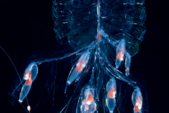 Siphonophore - Forskaliidae Family - Probably Forskalia edwardsii - Juvenile?