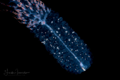 Siphonophore - Forskaliidae Family - Probably Forskalia edwardsii