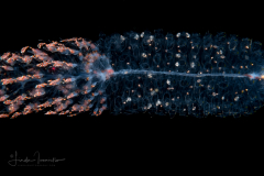 Siphonophore - Forskaliidae Family - Probably Forskalia edwardsii